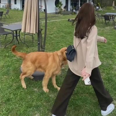 龙枪：秋暮之巨龙